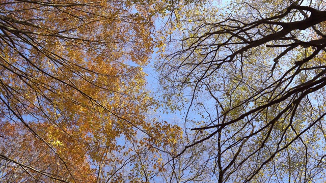 阳光照耀的树梢和飘落的秋叶视频素材