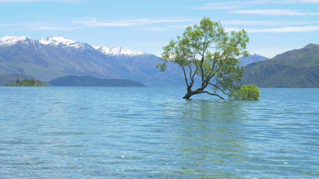 新西兰著名的瓦纳卡树视频素材