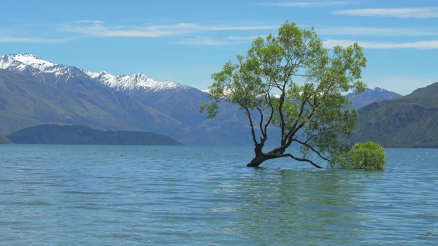 新西兰著名的瓦纳卡树视频素材