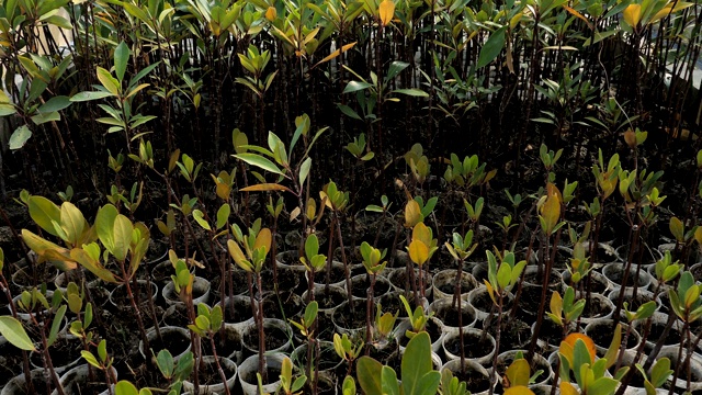 红树林树苗用于红树林种植视频素材