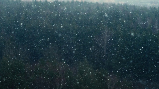 十二月的雪片在森林的背景上落下视频素材