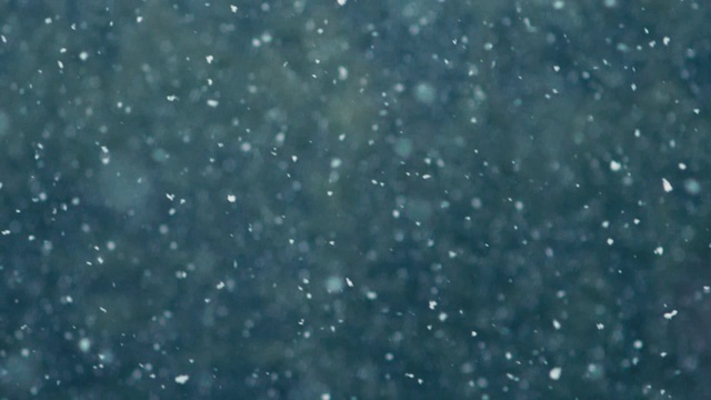 十二月的雪片在森林的背景上落下视频素材
