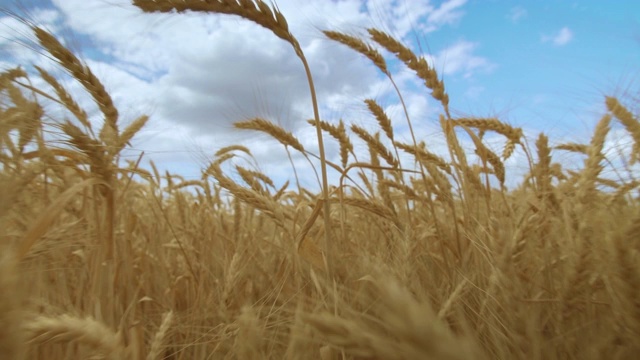 麦田。收获的概念。金黄的麦地摇曳着。自然景观视频素材