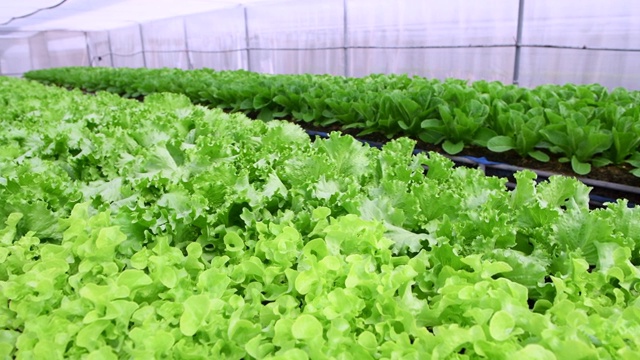 泰国罗布里有机农场的绿橡莴苣，蔬菜和健康食品，盘动视频素材