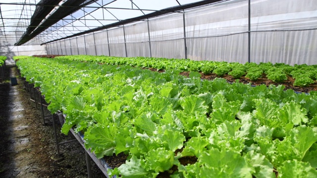 泰国罗布里有机农场的绿橡生菜，蔬菜及健康食品视频素材