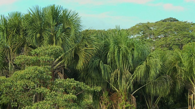 茂密的热带雨林中的棕榈树，秘鲁视频下载
