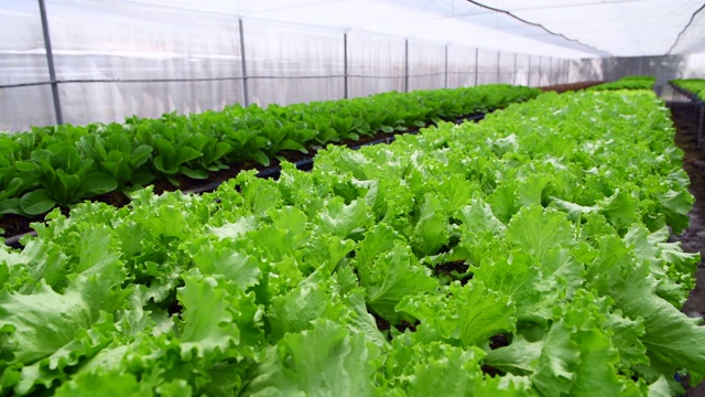 泰国罗布里有机农场的绿橡生菜，蔬菜及健康食品视频素材