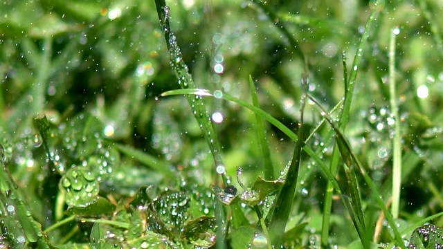下雨时滴在绿草上视频素材