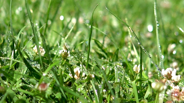 浇草，水滴落在绿色新鲜的草上视频素材