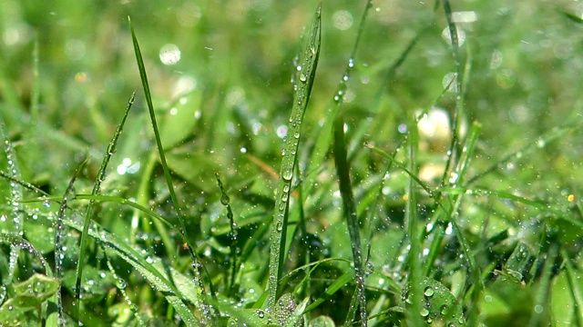 雨滴落在草地上，特写视频素材