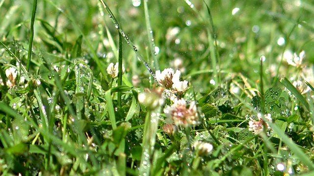雨滴落在绿色的草地上视频素材