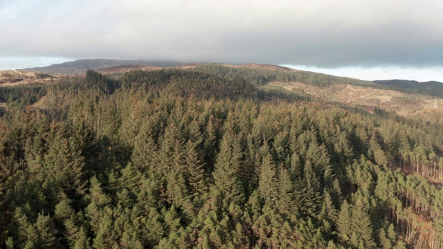 鸟瞰图偏远地区的农村邓弗里斯和加洛韦与松树林生长在山坡上视频素材