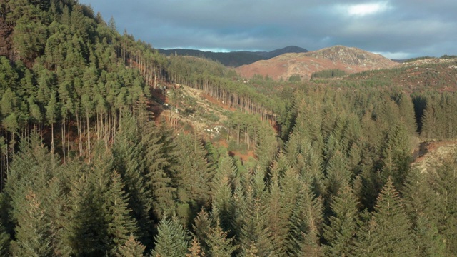 鸟瞰图偏远地区的农村邓弗里斯和加洛韦与松树林生长在山坡上视频素材