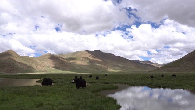 西藏的家牦牛在山谷中放牧视频素材