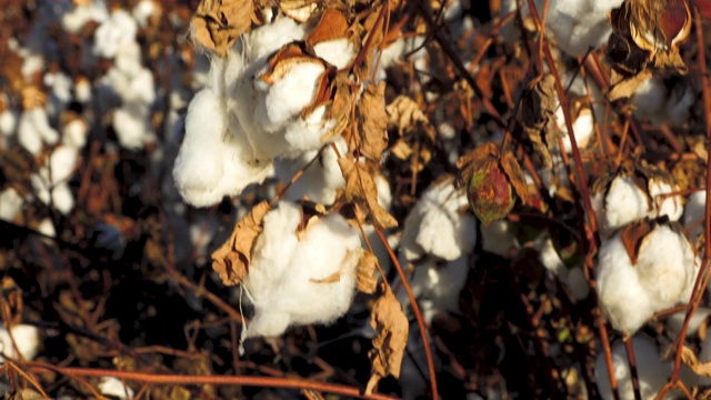棉花种植园视频素材