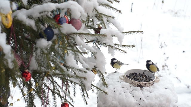 冬雪中，山雀在喂食器旁视频素材