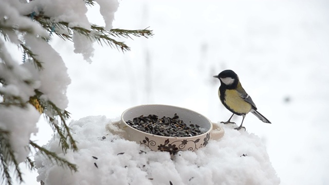 冬雪中，山雀在喂食器旁视频素材