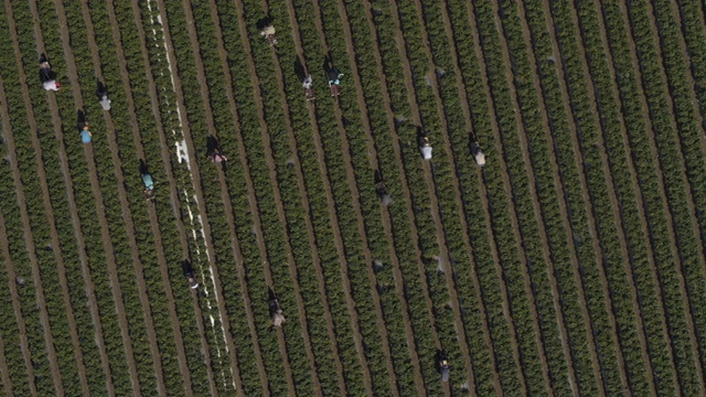 鸟瞰图草莓田的工人在农场/沃森维尔，美国加州视频下载