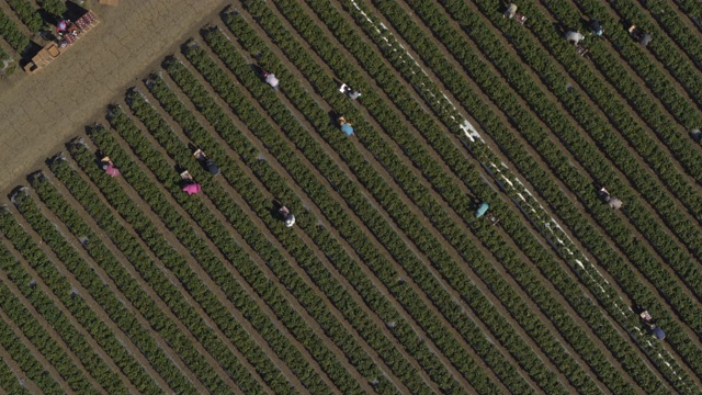 鸟瞰图在草莓田附近农场谷仓/沃森维尔，美国加州视频素材