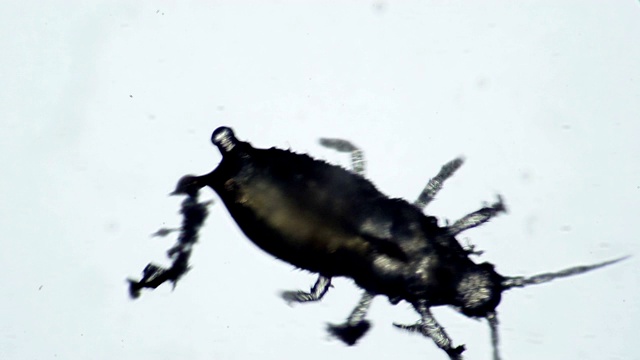 显微镜下生活在室内植物上的甲虫寄生虫视频下载