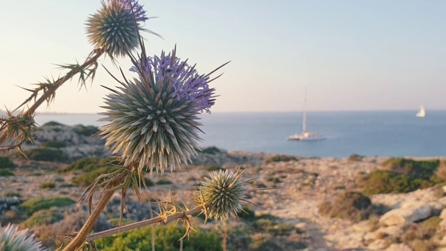 塞浦路斯格列科角，一种开着紫色花朵的野生多刺植物。背景是大海和双体船视频素材
