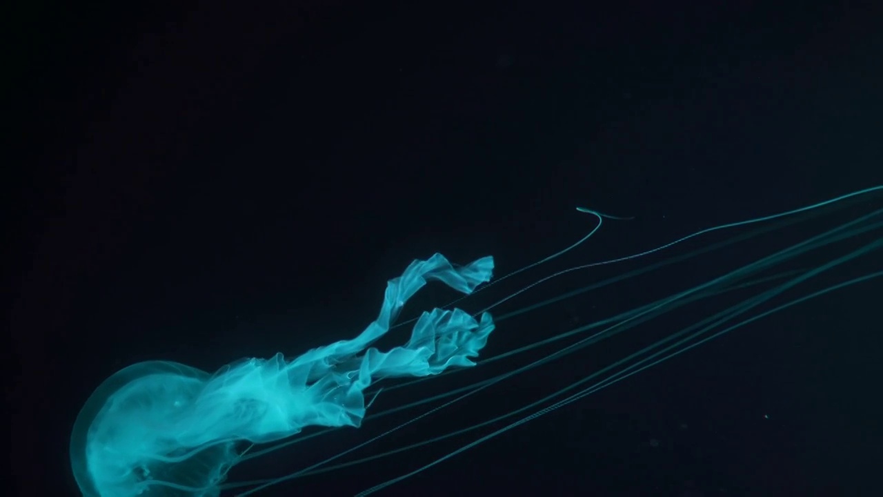 CS 4K大西洋海荨麻水母游泳视频素材