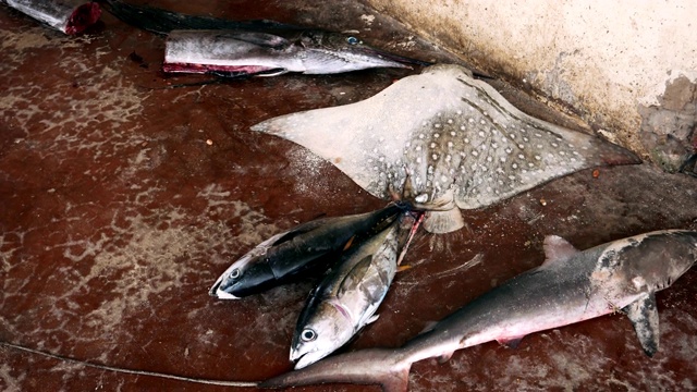 新捕到的鱼、金枪鱼、鲨鱼和黄貂鱼躺在市场的水泥地板上视频下载