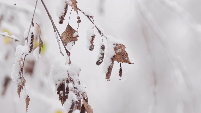 雪覆盖了а桦树的树枝视频下载
