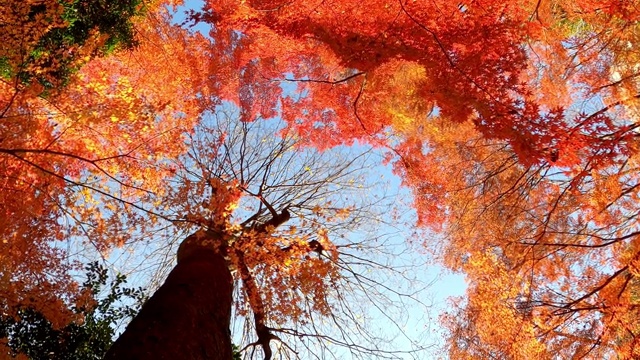 在阳光明媚的日子里，日本东京的秋天森林里，红色和橙色的枫叶视频购买