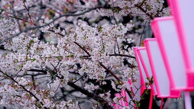 日本春天的樱花。视频素材