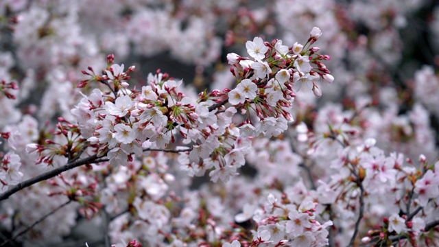日本春天的樱花。视频素材
