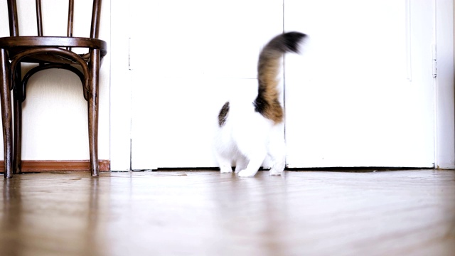 可爱的小猫追逐红色激光笔在地板上低角度拍摄视频下载