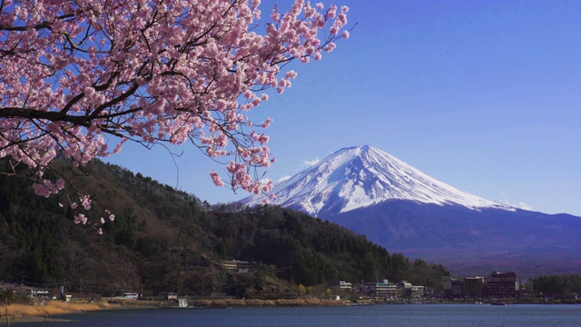 日本富士山和樱花盛开的春天。视频下载