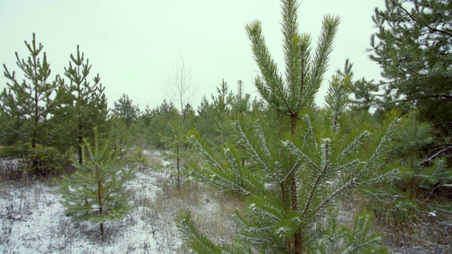 初雪在幼小的松林，全景视频下载