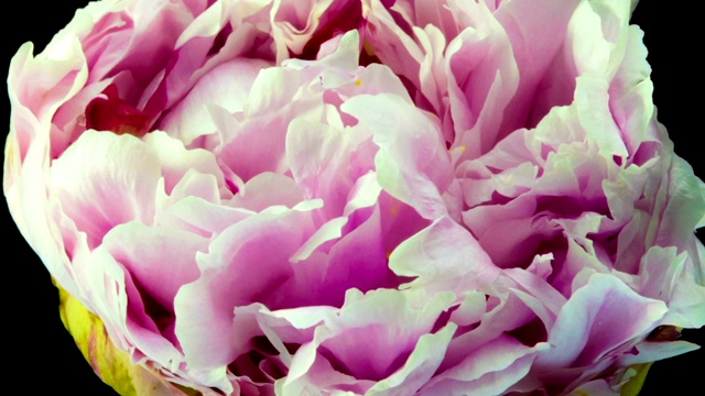 美丽的粉红牡丹背景。户外盛开的牡丹花，时光流逝，特写。宏视频素材