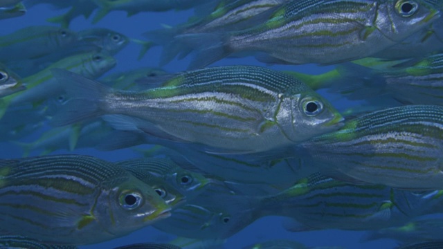 水下，CU，条纹大眼睛鲷鱼，小笠原，日本视频下载