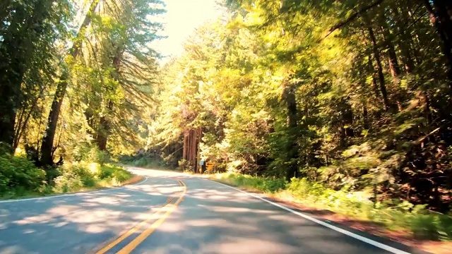 开车穿过加州的红杉林视频素材