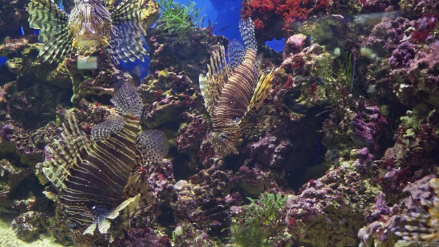狮子鱼与阳光在珊瑚的背景视频素材