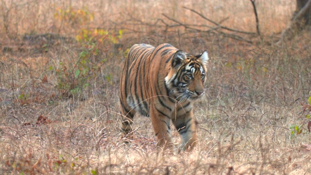 老虎在印度的森林里移动视频下载