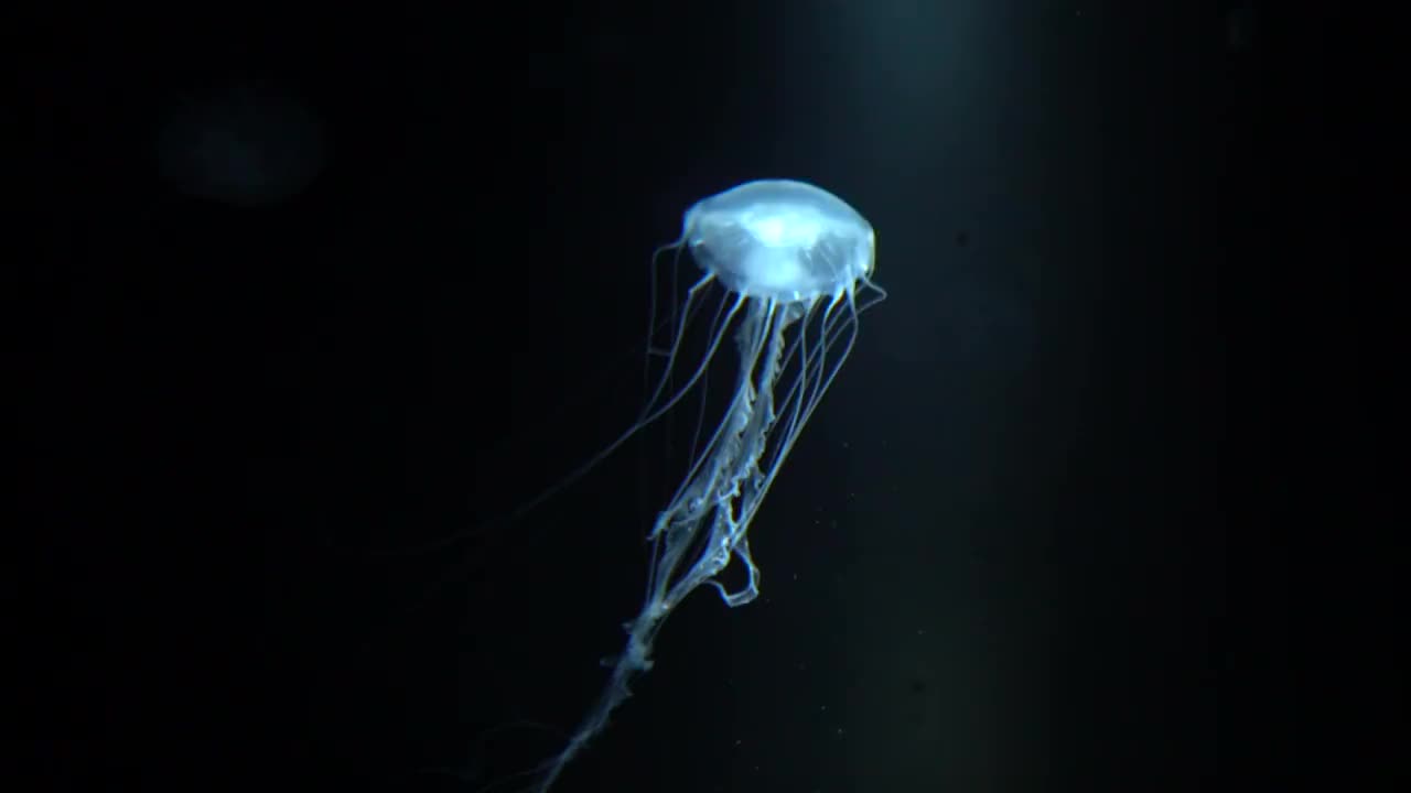 水下发光水母chrysaora pacifica视频素材
