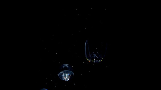水下发光水母chrysaora pacifica视频下载