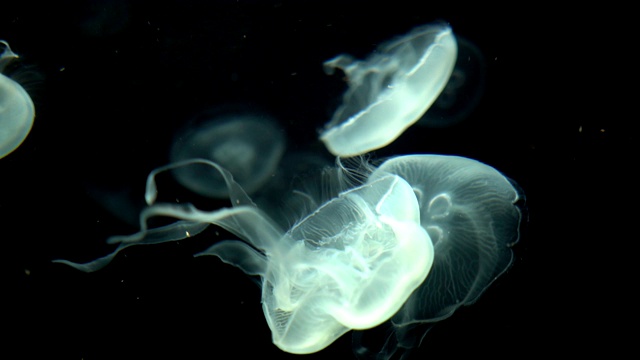水下发光水母chrysaora pacifica视频下载
