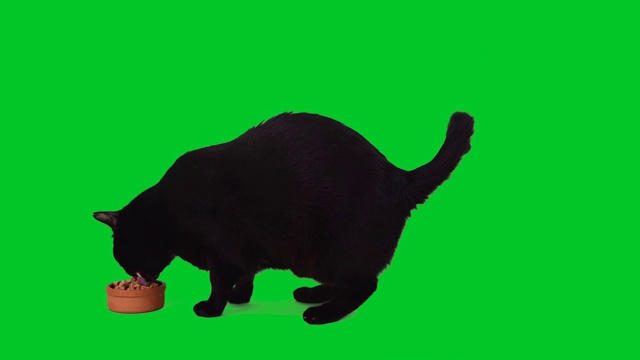 黑猫吃猫食上的色度键背景视频素材