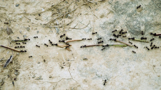 昆虫的希腊。特写镜头一群黑蚂蚁搬运植物的果实进入蚁丘。4 k视频下载