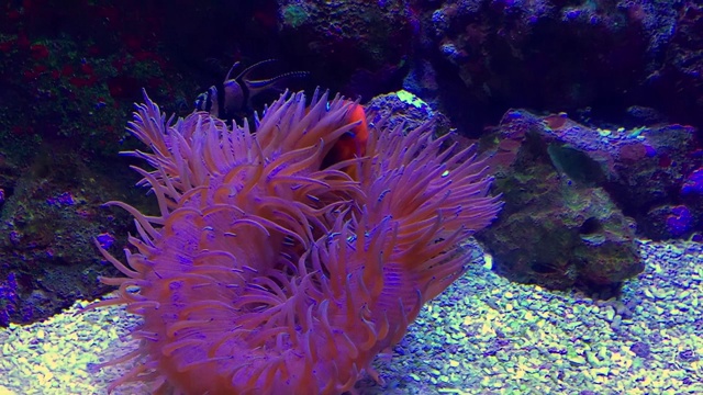 珊瑚视频素材