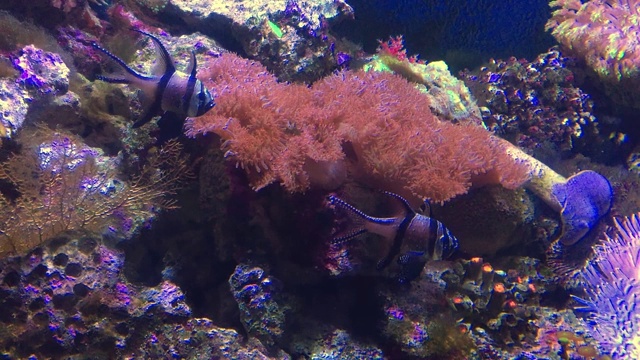 珊瑚视频素材