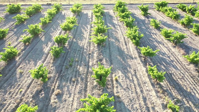 鸟瞰图葡萄酒葡萄兵团在一个葡萄园视频素材