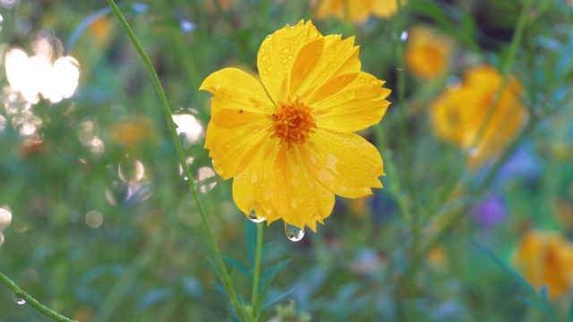 大自然早晨新鲜的雏菊花和晨露的4K镜头视频素材