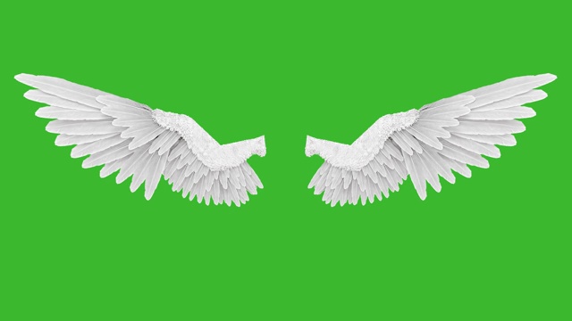 白色的天使翅膀和绿色的背景视频下载