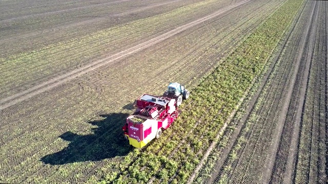 Flycam近距离悬挂在未切割土豆田的收获机上视频下载